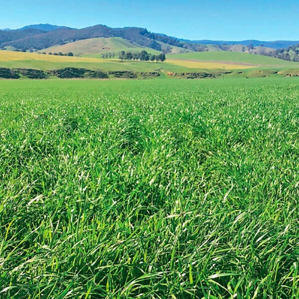 Upper Murray Seeds Atomic Annual Ryegrass