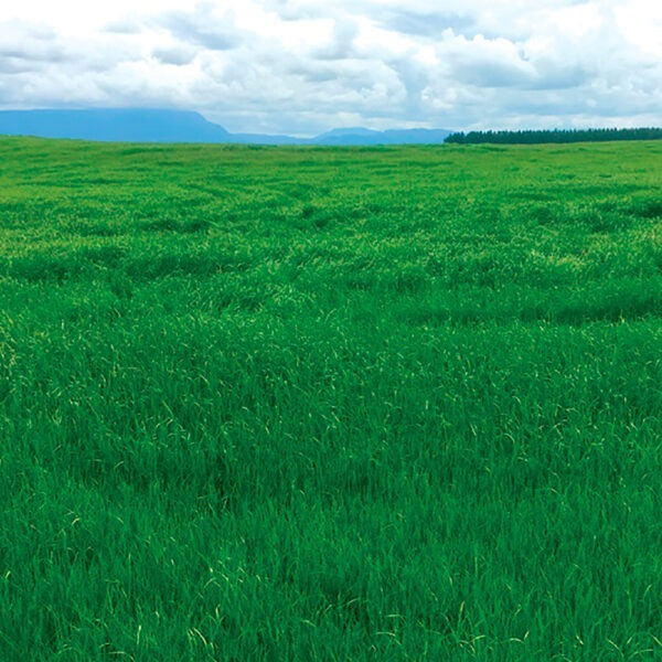 Upper Murray Seeds Awesome Short Term Ryegrass