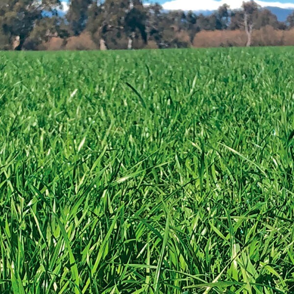 Upper Murray Seeds Charger Short Term Ryegrass