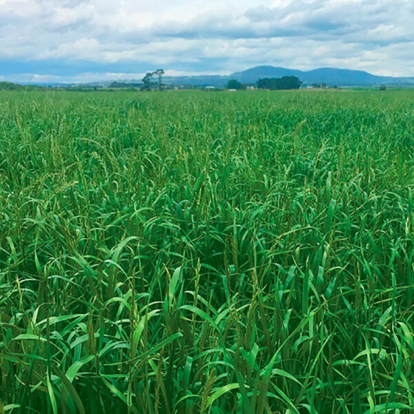 Upper Murray Seeds Denver Short Term Ryegrass