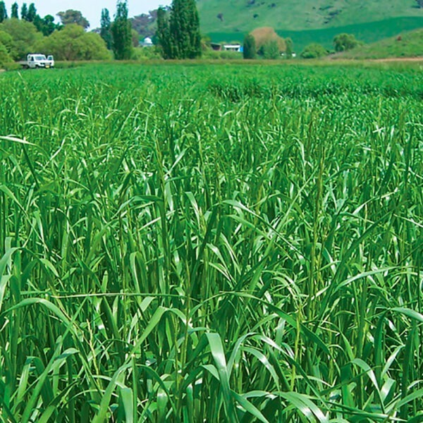 Upper Murray Seeds Fantastic Annual Ryegrass