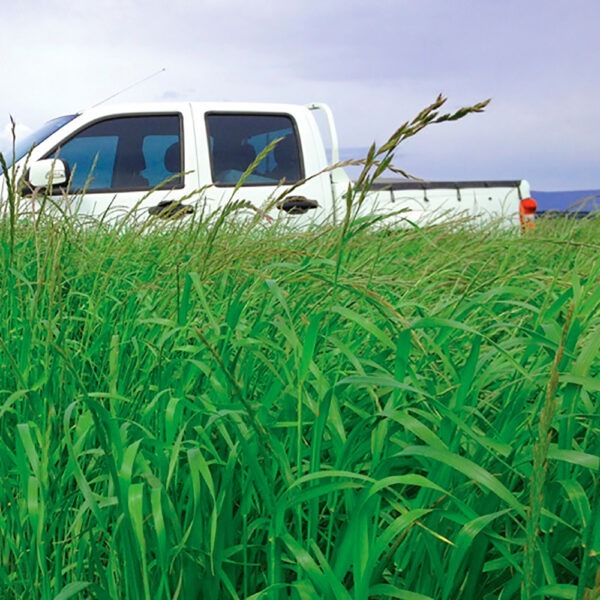 Upper Murray Seeds Munch Perennial Ryegrass