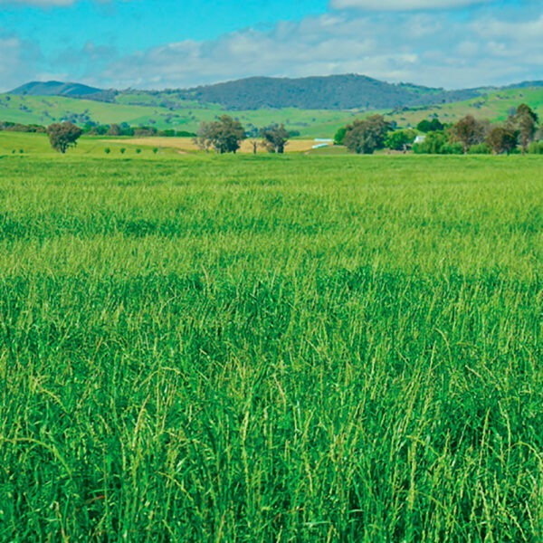 Upper Murray Seeds Phantom Annual Ryegrass