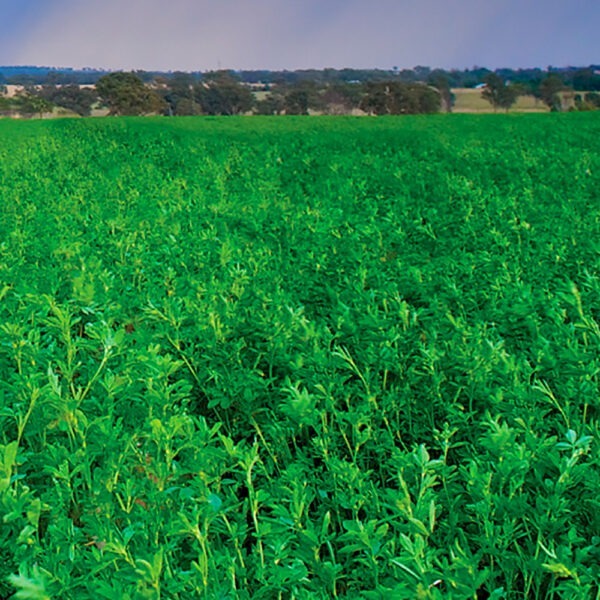 Upper Murray Seeds Silverado Lucerne