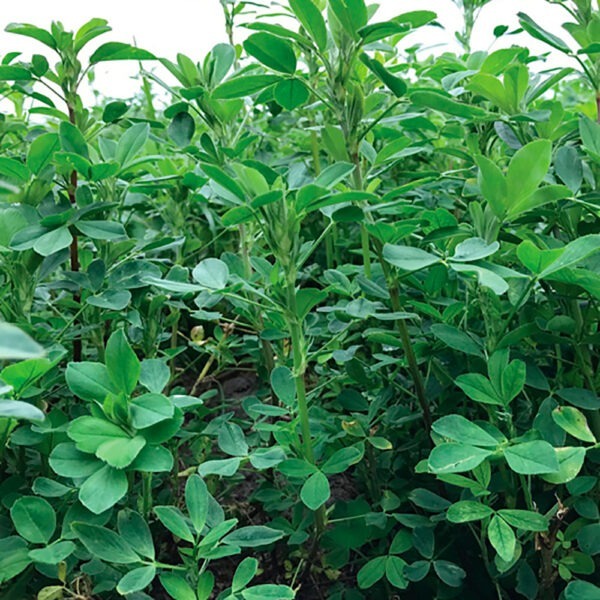 Upper Murray Seeds SilverLand GT Lucerne