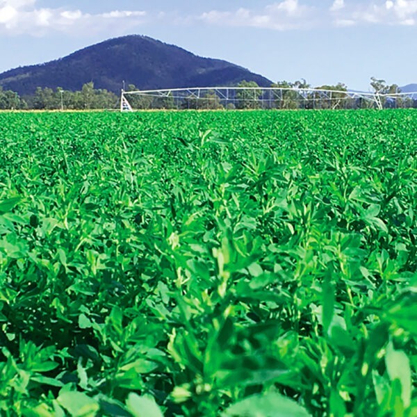 Upper Murray Seeds Silverosa GT Lucerne