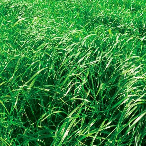 Upper Murray Seeds Trooper Perennial Ryegrass