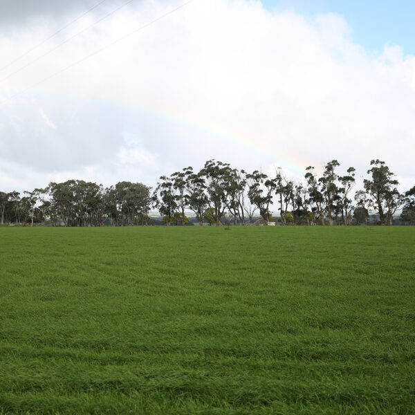 Wrightsons Seeds Ascend  Annual Ryegrass