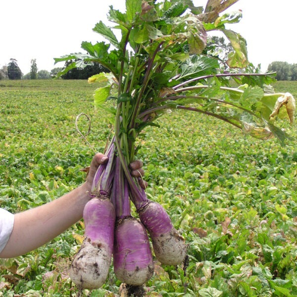 Wrightsons Seeds Barkant Turnip