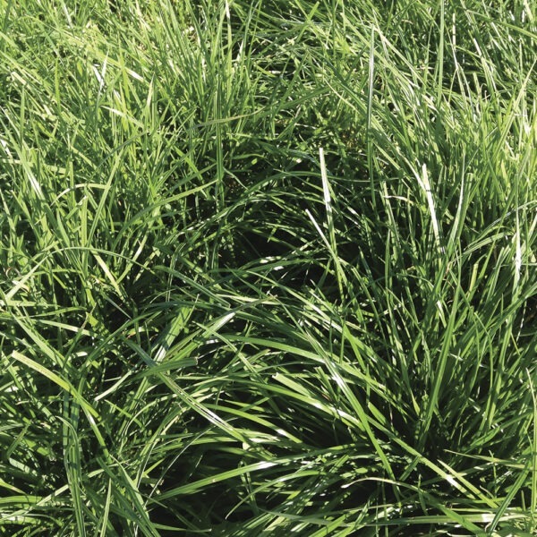 Wrightsons Seeds Base AR37 Perennial Ryegrass