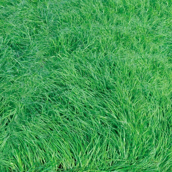 Wrightsons Seeds Concord® II Italian Ryegrass
