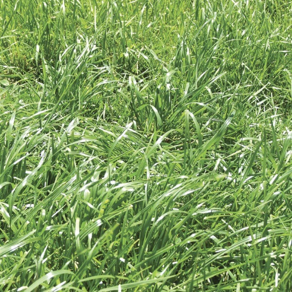 Wrightsons Seeds Feast® II Italian Ryegrass
