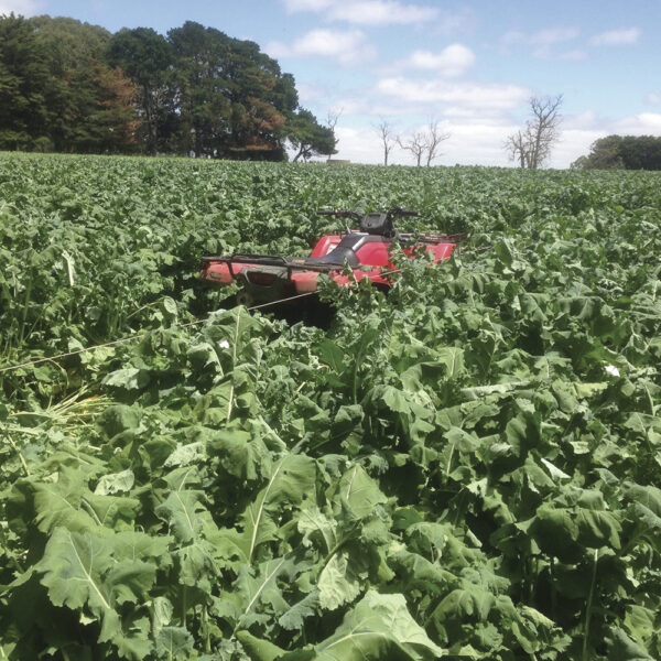 Wrightsons Seeds Goliath® Forage Rape