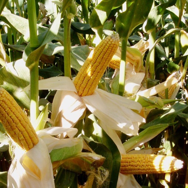 HSR Seeds Maximus MZ 72M
