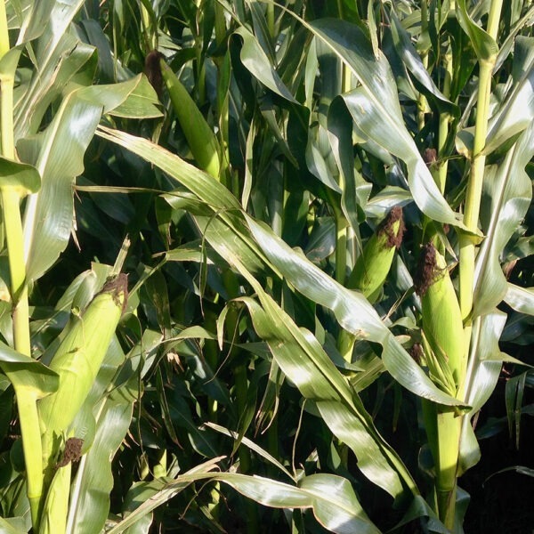 HSR Seeds Nero IT MZ 72M