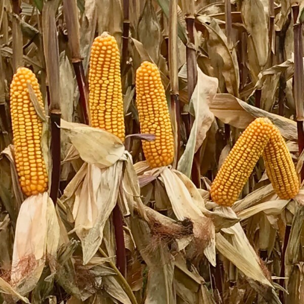 HSR Seeds Obelix MZ 72M
