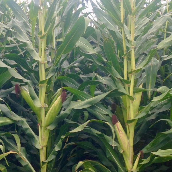HSR Seeds Pegasus MZ  72M