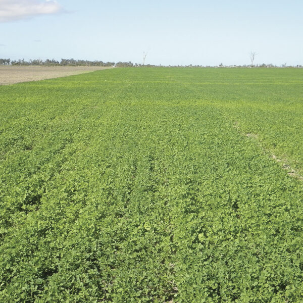 Wrightsons Seeds Haymaster® 9 Lucerne