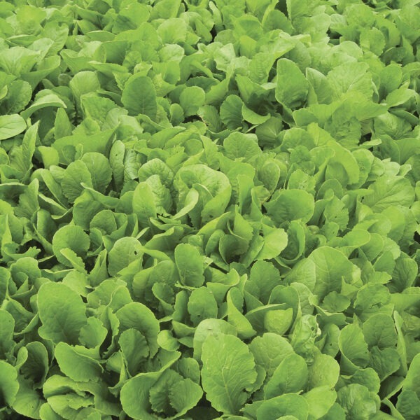 Wrightsons Seeds Pasja II Leaft Turnip