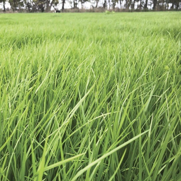 Wrightsons Seeds Platform AR37 Perennial Ryegrass