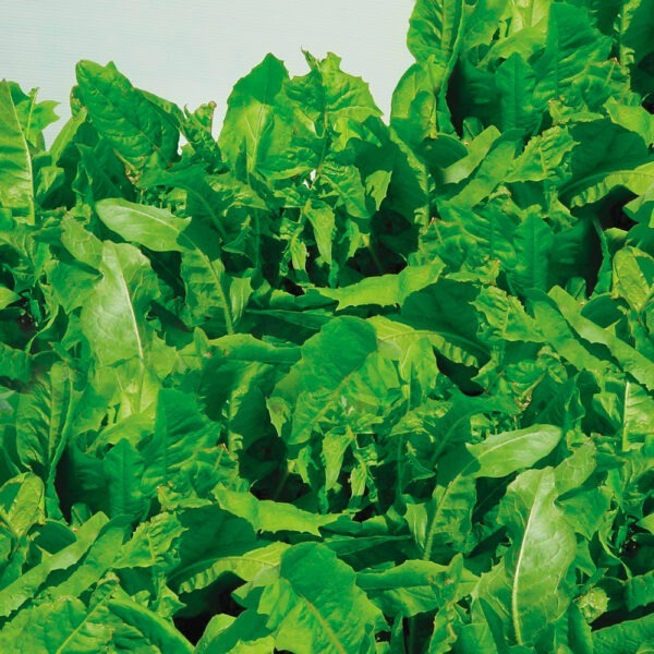 Wrightsons Seeds Puna II Chicory