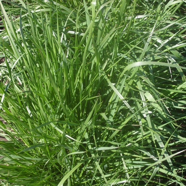 Wrightsons Seeds Quantum II MaxP Tall Fescue