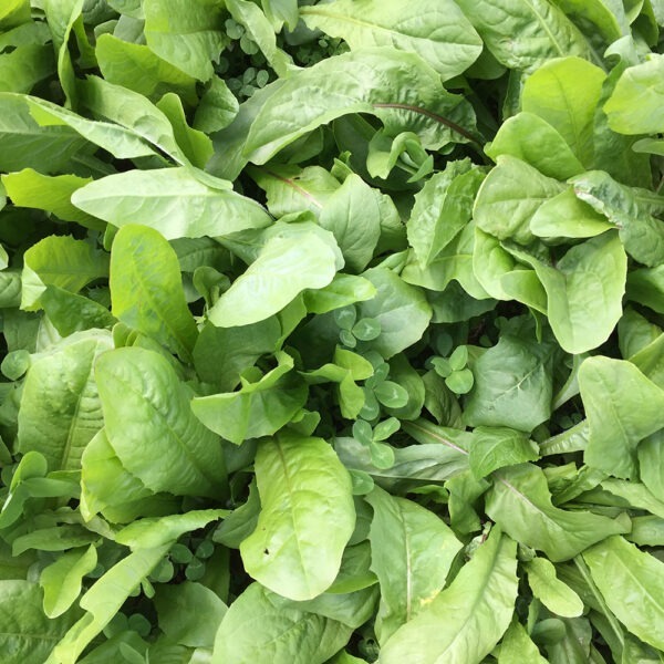 Wrightsons Seeds Rocket Fuel Chicory and Clover Mix