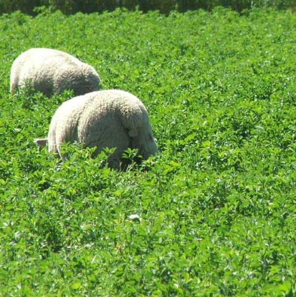Wrightsons Seeds Stamina® GT6 lucerne