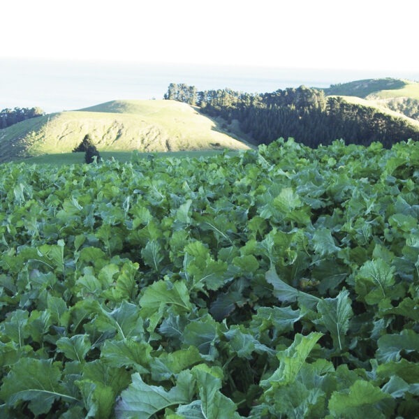 Wrightsons Seeds Titan Forage Rape