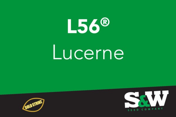 L56 Lucerne - Goldstrike