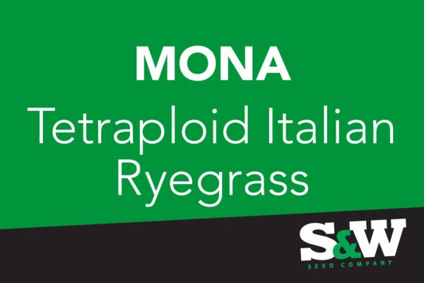 Impact Long Rotation Perennial Ryegrass