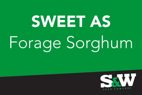 Sweet As Forage Sorghum