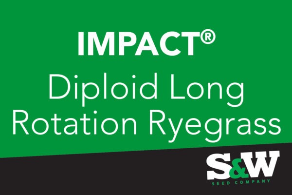 Impact Long Rotation Perennial Ryegrass