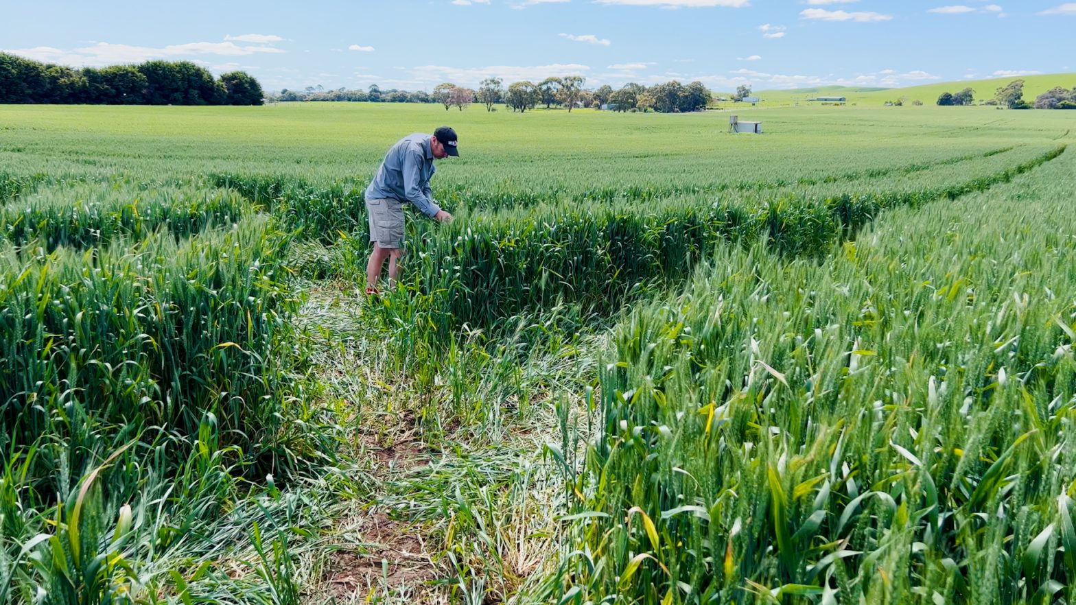 AGRONOMY